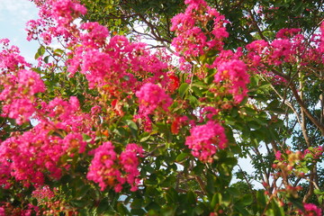 Nerium oleander, rosebay cultivated worldwide in temperate and subtropical areas as an ornamental and landscaping plant. Genus Nerium, Apocynoideae, Apocynaceae. Montenegro, Adriatic, Mediterranean