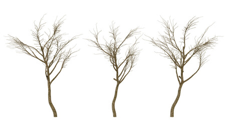 Four bare tree branches on transparent background