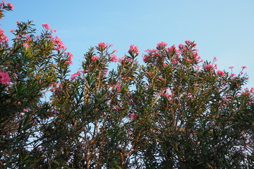 Nerium oleander, rosebay cultivated worldwide in temperate and subtropical areas as an ornamental and landscaping plant. Genus Nerium, Apocynoideae, Apocynaceae. Montenegro, Adriatic, Mediterranean
