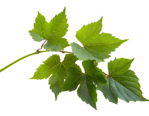 Fototapeta premium Bush grape or three-leaved wild vine on a white isolated background. Generative AI.