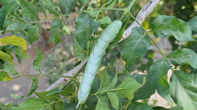 A view of Tobacco Hornworm or Manduca sexta crawling on a tree stem amidst leaves