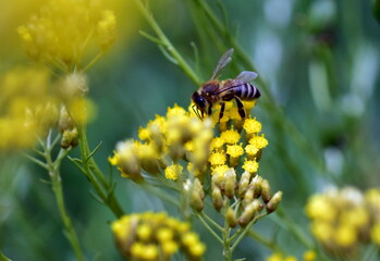 Biene auf einer Italienischen Strohblume