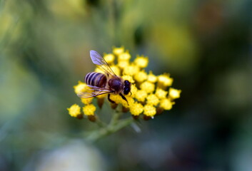 Biene auf einer Italienischen Strohblume