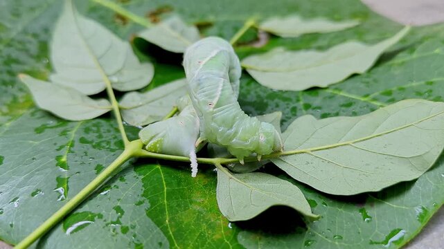 Macro view of a lazy Tobacco Hornworm or Manduca sexta crawling on a leaf
