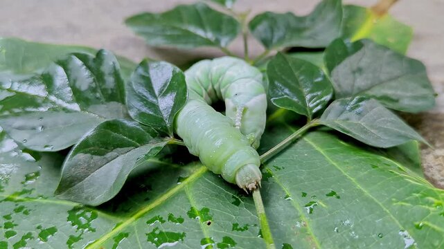 A macro closeup shows Tobacco Hornworm or Manduca sexta crawling amidst leaves