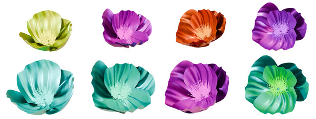 Colorful flower collection on transparent background