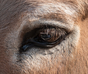 Donkey brown eye in detail. Close up of a donkey face with A Tear in its Eye