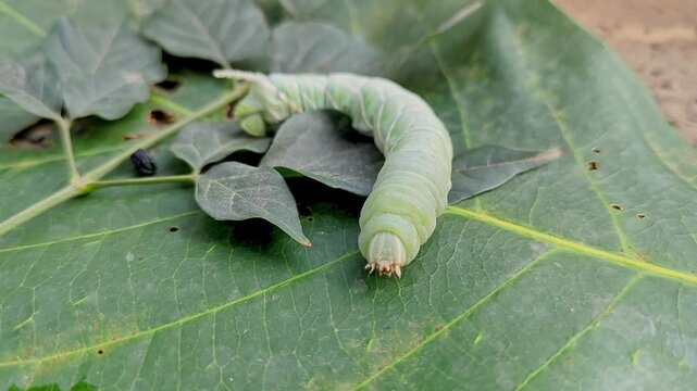 A closeup video shows a big Tobacco Hornworm or Manduca sexta crawling amidst leaves