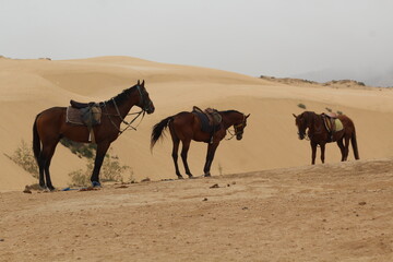 horses in the desert