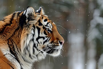 Obraz premium Beautiful side profile of an Amur tiger in a winter forest background