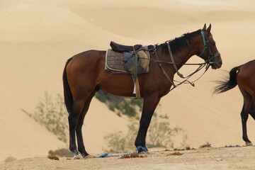 horses in the desert
