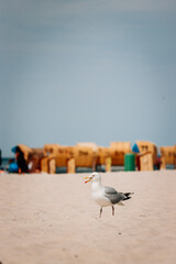 seagull on the pier