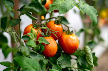 frische rote selbstgezogene Tomaten im Garten an einen Sonnigen Sommertag