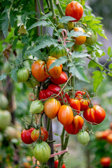 frische rote selbstgezogene Tomaten im Garten an einen Sonnigen Sommertag