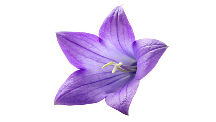 Campanula flower isolated on transparent background