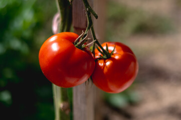 frische rote selbstgezogene Tomaten im Garten an einen Sonnigen Sommertag