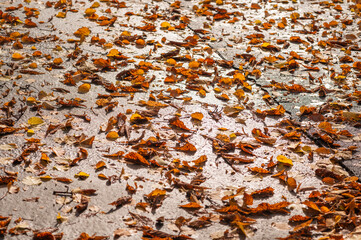 yellow fallen leaves on wet asphalt on a sunny day