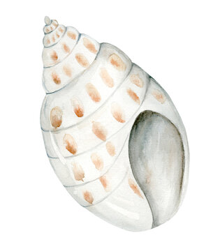Sea Shell Jaguar Natick. Isolated drawing on a white background. Watercolor illustration in pastel colors. The drawing is hand drawn. Suitable for cards, invitations and textiles.