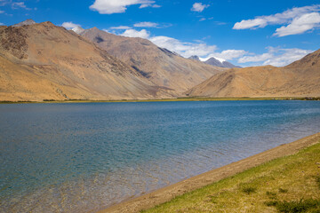 Wild green shrubs growing at the banks of Yayatso, a high-altitude lake at Ladakh, India. A new biodiversity hotspot at an attitude of 4820 meters.  