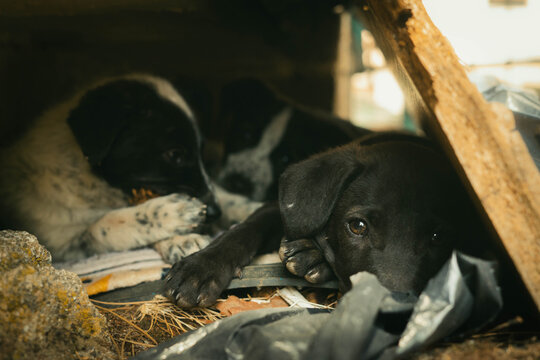 Cachorro negro mira a camara desde su refugio con sus hermanos detras