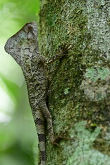 The smooth helmeted iguana on a tree in forest in the north west part of Belize