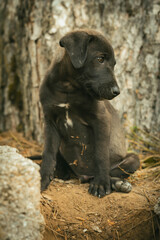 cachorro negro sentado mirando a un costado 