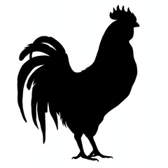 rooster isolated on white background silhouette