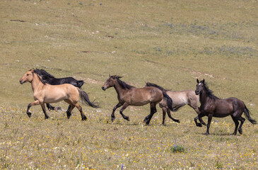 Wild Horses in Summer in the Pryor Mountains of Montana