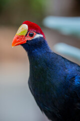 The violet turaco (Tauraco violaceus) is a large turaco, a group of African otidimorphae.
These are unmistakable birds, but shy and often inconspicuous in the treetops. 