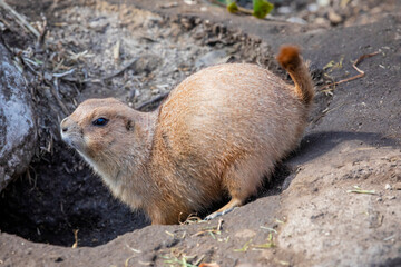 The black-tailed prairie dog (Cynomys ludovicianus) is a rodent of the family Sciuridae found in...