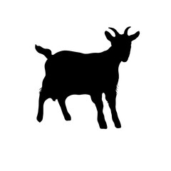 silhouette of a deer