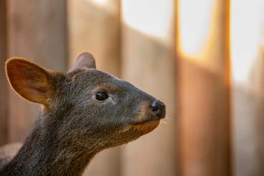 A closeup image of Southern Pudu (Pudu puda). It is from southern Chile and south-western Argentina.  
It is characterized by being the second smallest deer in the world.