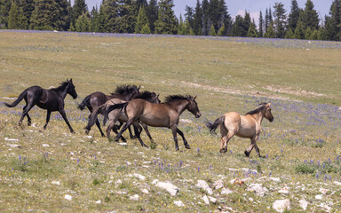 Wild Horses in Summer in the Pryor Mountains of Montana