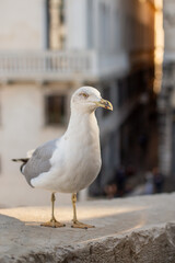 Bird in Venice, Seagull