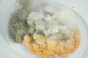 mold in old cooked sticky rice 