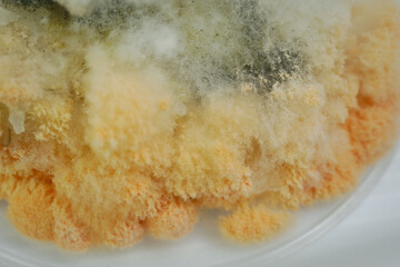 mold in old cooked sticky rice 