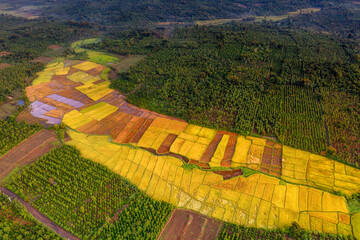 Terraced rice fields