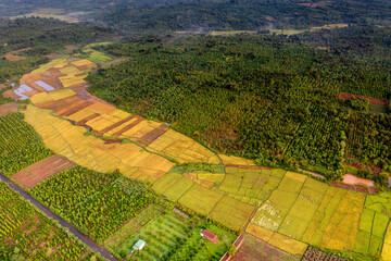 Terraced rice fields