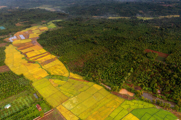 Terraced rice fields