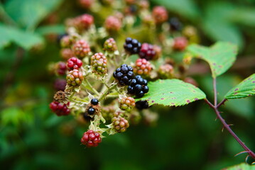 Wild Beauty: Blackberry in the Untamed Forest