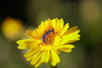 Earwig on a yellow wild flower