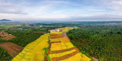 Terraced rice fields