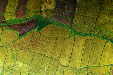 Terraced rice fields