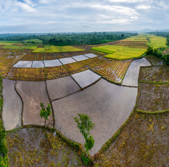Terraced rice fields
