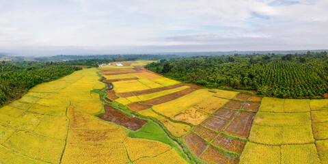 Terraced rice fields