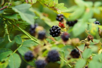 Wild Beauty: Blackberry in the Untamed Forest