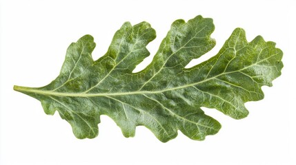 A close-up of a single dandelion leaf