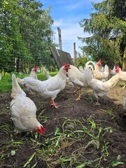 White hens and a rooster eating in the hen house on a beautiful sunny day.