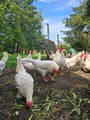 White hens and a rooster eating in the hen house on a beautiful sunny day.