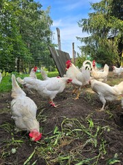 chickens White hens and a rooster eating in the hen house on a beautiful sunny day.